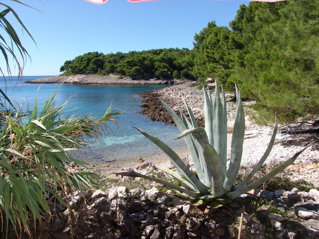 La pineta a bordo mare dell'isola di Lussino (visit losinj).
