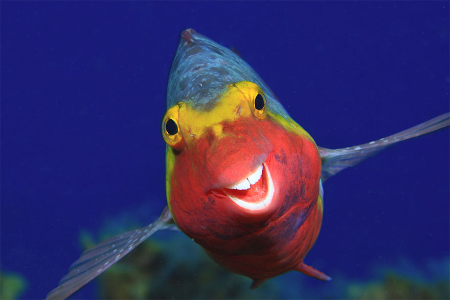 Curiose, divertenti, esilaranti: le foto di animali che fanno sorridere