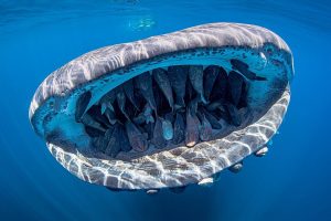 Mostri marini e altre meraviglie dai fondali: i vincitori dell’Underwater Photo Contest 2020