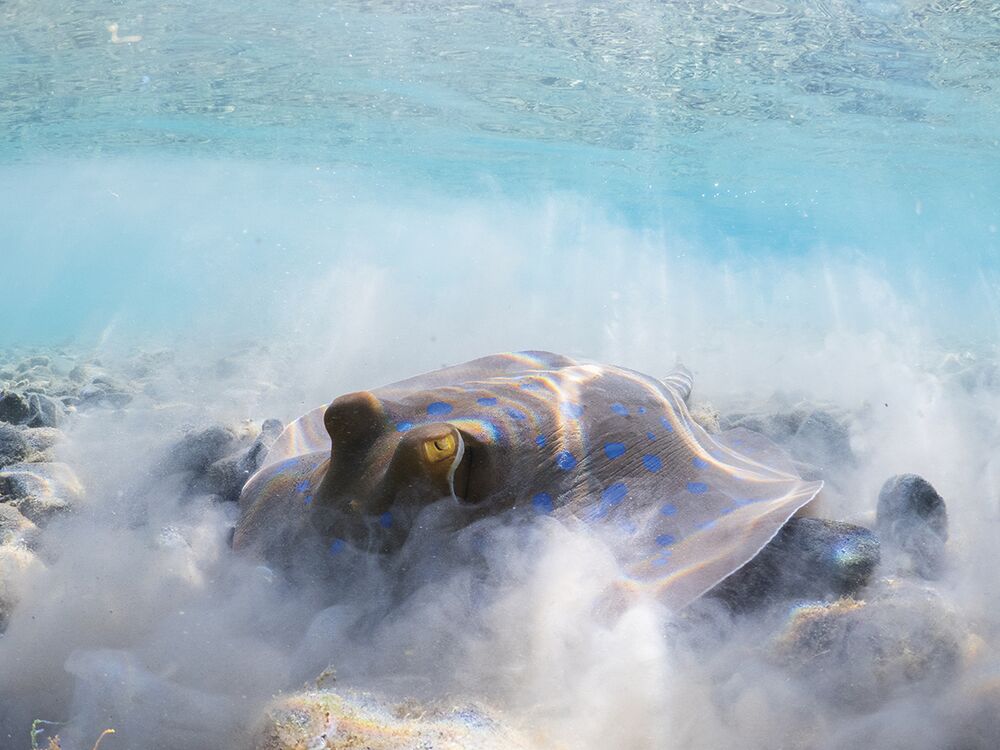 Mostri marini e altre meraviglie dai fondali: i vincitori dell’Underwater Photo Contest 2020