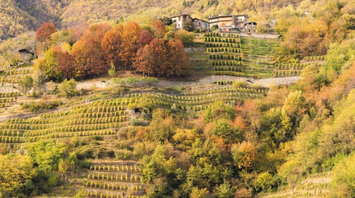 Foto Via dei Terrazzamenti: in cammino tra vigne e borghi della Valtellina