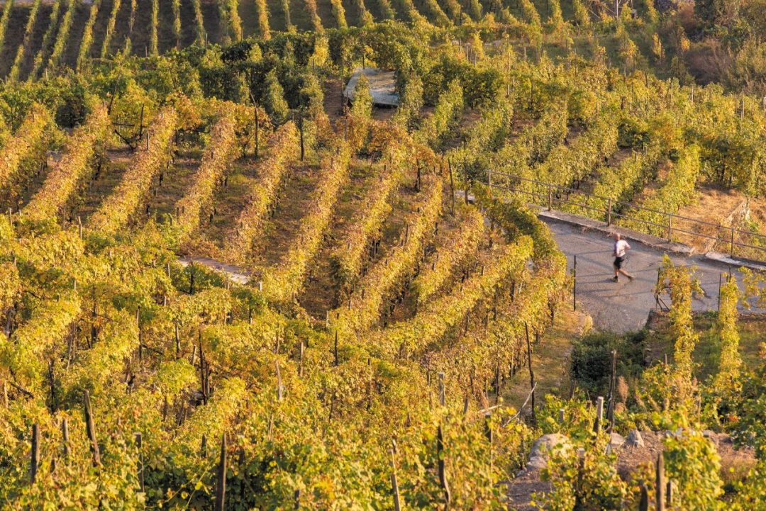 Via dei Terrazzamenti: in cammino tra vigne e borghi della Valtellina