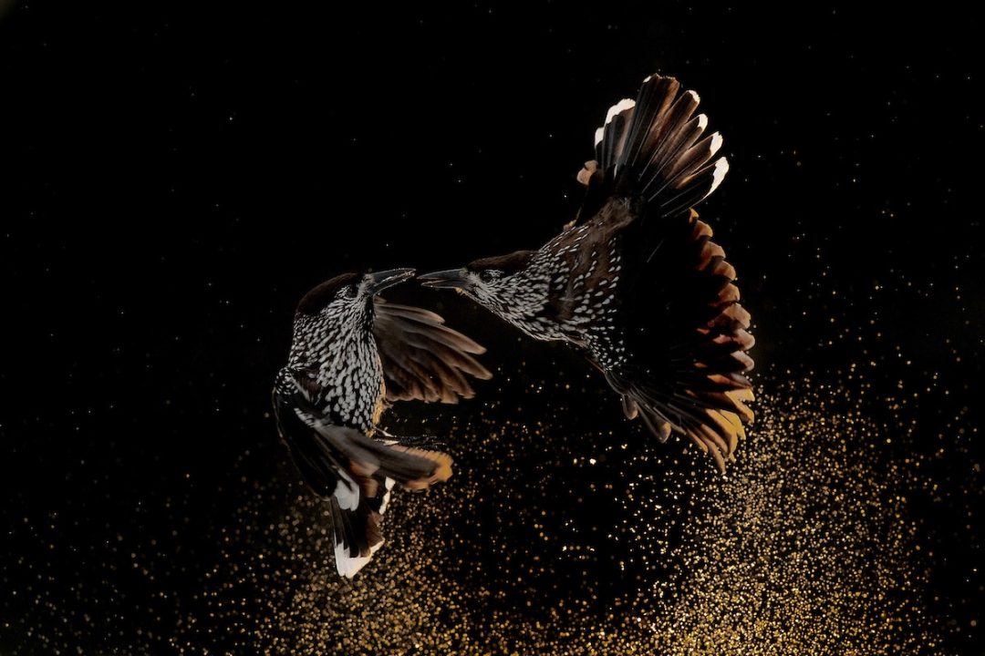 Colti al volo: gli scatti vincenti del Bird Photographer of the Year 2020