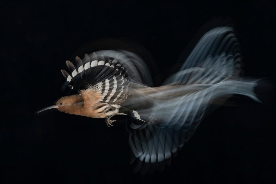 Colti al volo: gli scatti vincenti del Bird Photographer of the Year 2020