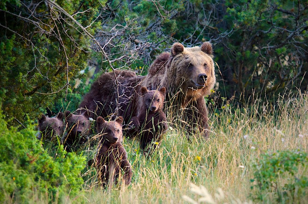 Parco Nazionale d’Abruzzo: Orso bruno marsicano e cuccioli