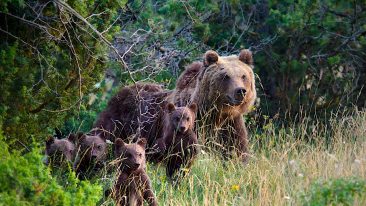 orsi nel Parco Nazionale d’Abruzzo