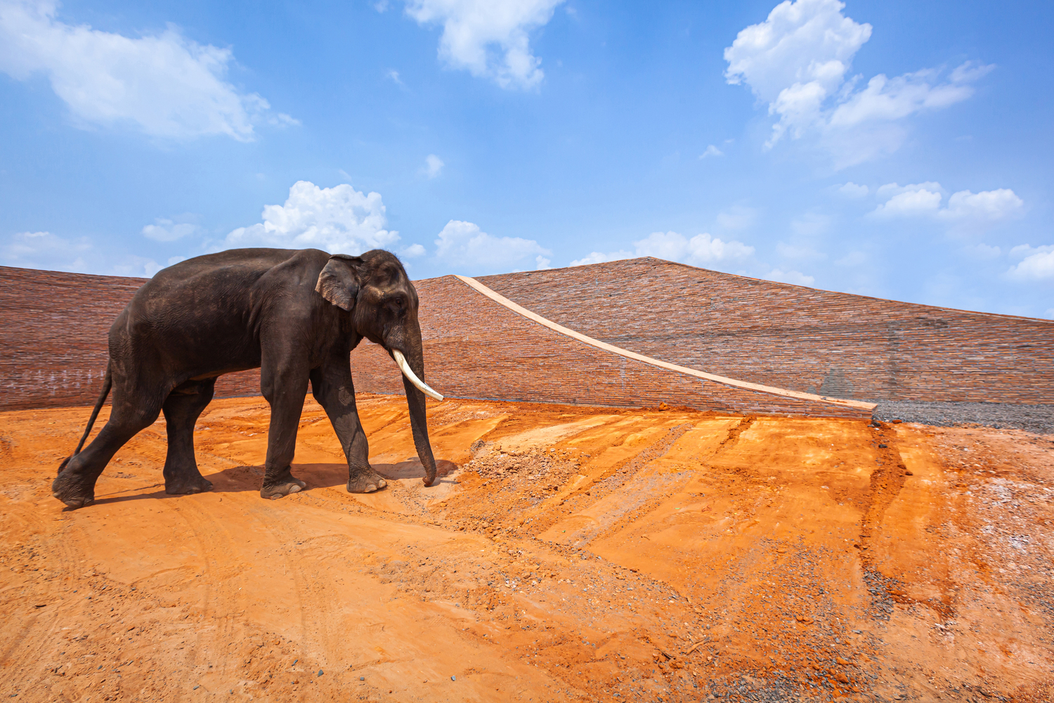 Elephants World, il rifugio thailandese dei pachidermi