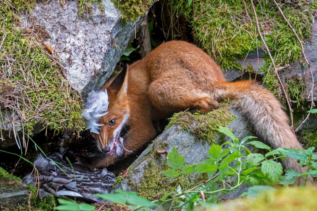 Le foto vincitrici del Wildlife Photographer of the Year 2020