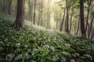 Fari nella tempesta e foreste fatate: i vincitori del Landscape Photographer of the Year 2020