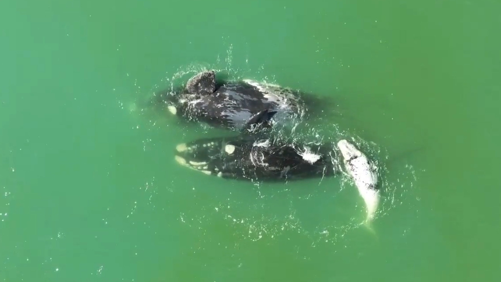 Sudafrica: le affascinanti immagini delle balene che fanno le “capriole” in acqua