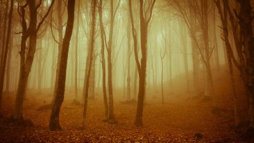 Il foliage spettacolare delle Foreste Casentinesi