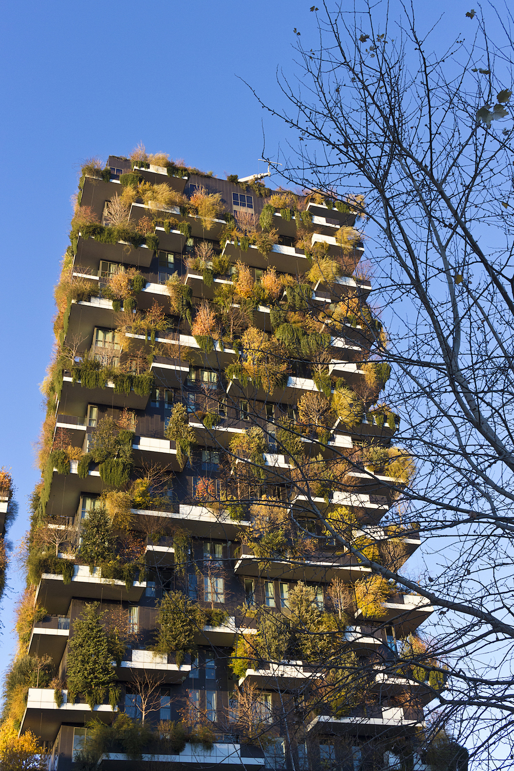 Milano, il foliage verticale 
