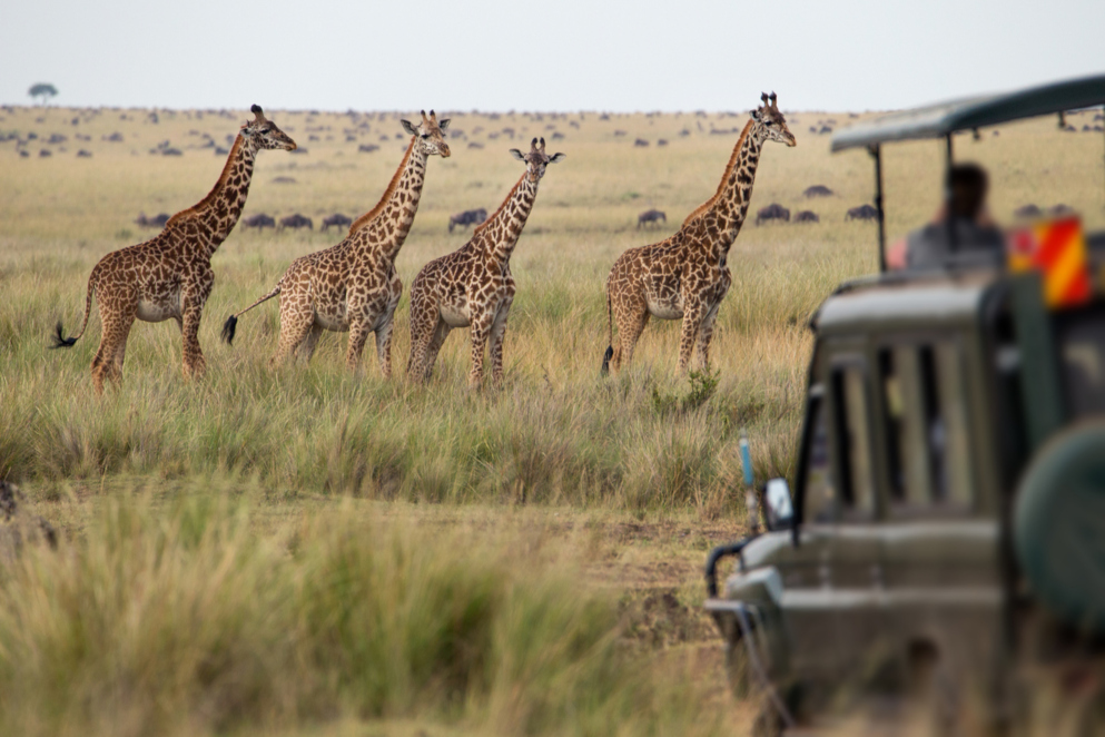 World's Leading Safari Destination 2020