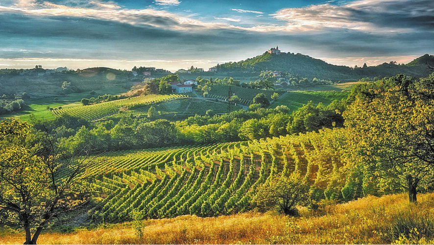 Tra le colline del Gavi: un tour del gusto nel Piemonte che sa di Liguria