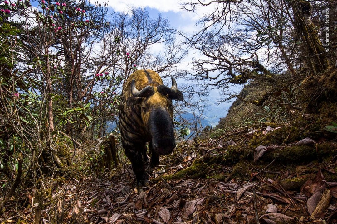 Foto di natura: 25 scatti spettacolari preferiti dal pubblico del Wildlife Photographer of the Year