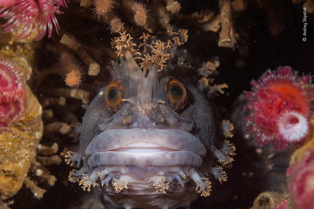 Foto di natura: la scelta 