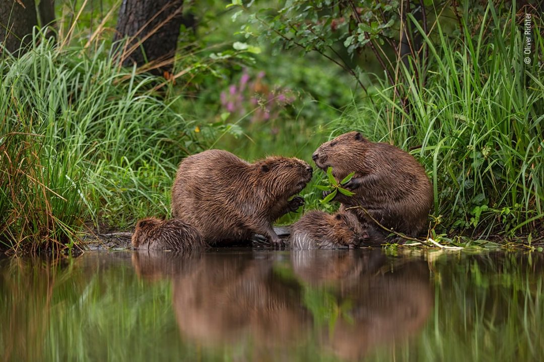 Foto di natura: 25 scatti spettacolari preferiti dal pubblico del Wildlife Photographer of the Year