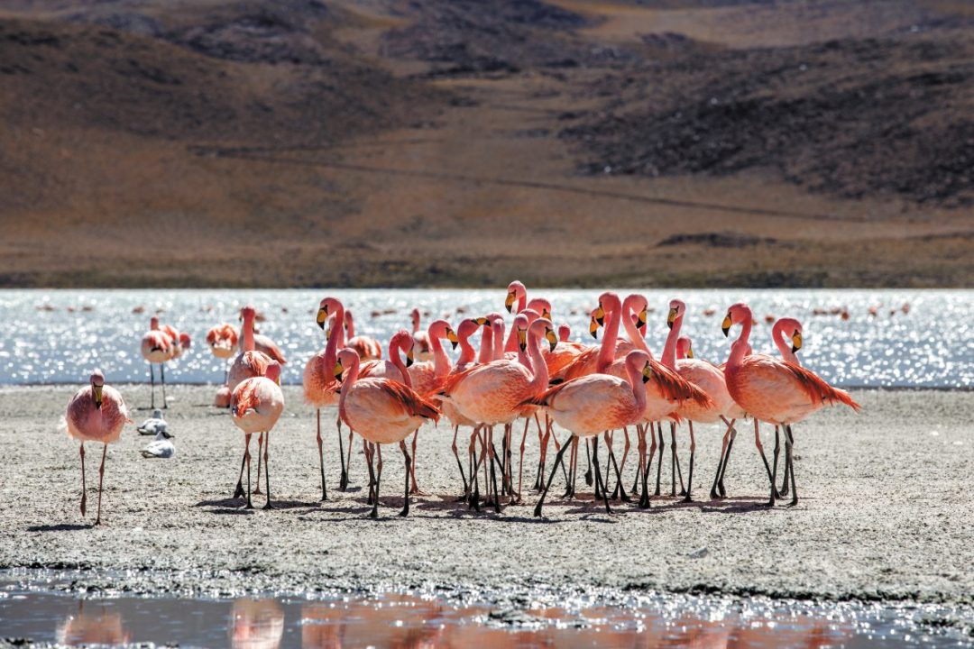 Bolivia, nel Salar de Uyuni sembra di stare su un altro pianeta