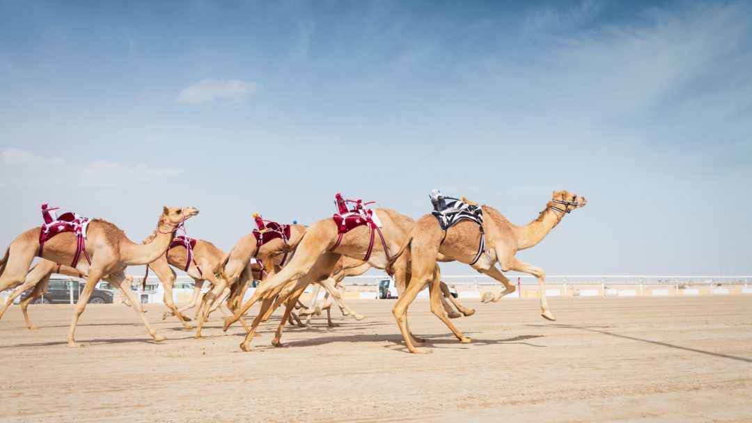 Corse di cammelli, Emirati Arabi Uniti, Oman