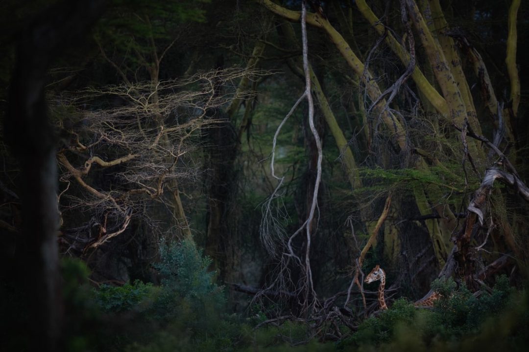 Foreste, oceani, animali in libertà. Le più belle foto del concorso “Nature photographer of the year”