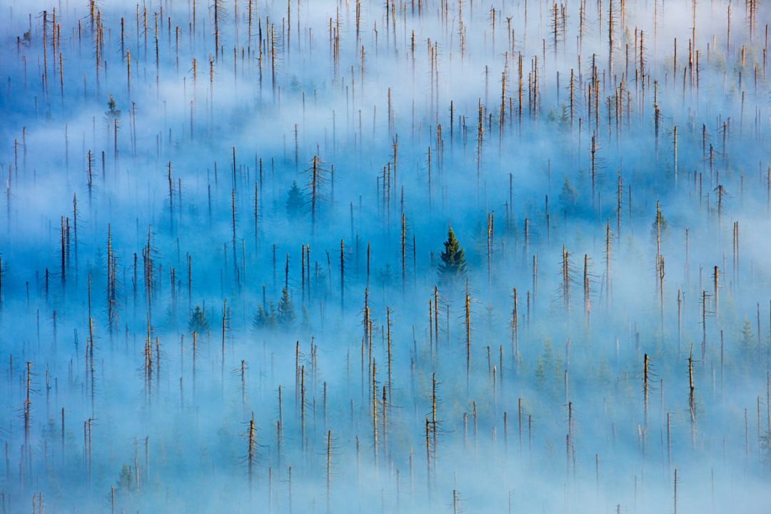 Foreste, oceani, animali in libertà. Le più belle foto del concorso “Nature photographer of the year”