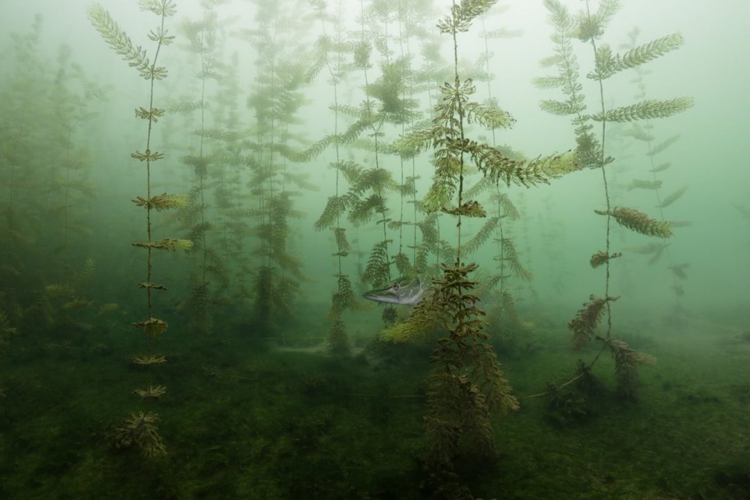 Foreste, oceani, animali in libertà. Le più belle foto del concorso “Nature photographer of the year”