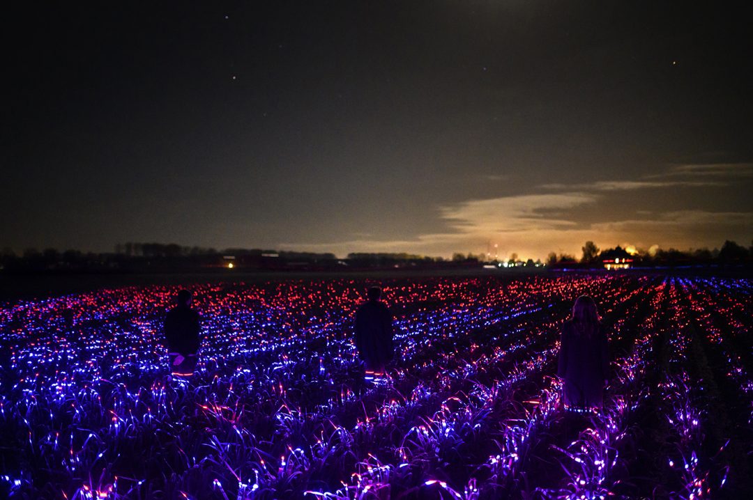 Olanda: il campo di luci di Daan Roosegaarde che esalta la bellezza della terra. E fa crescere le piante