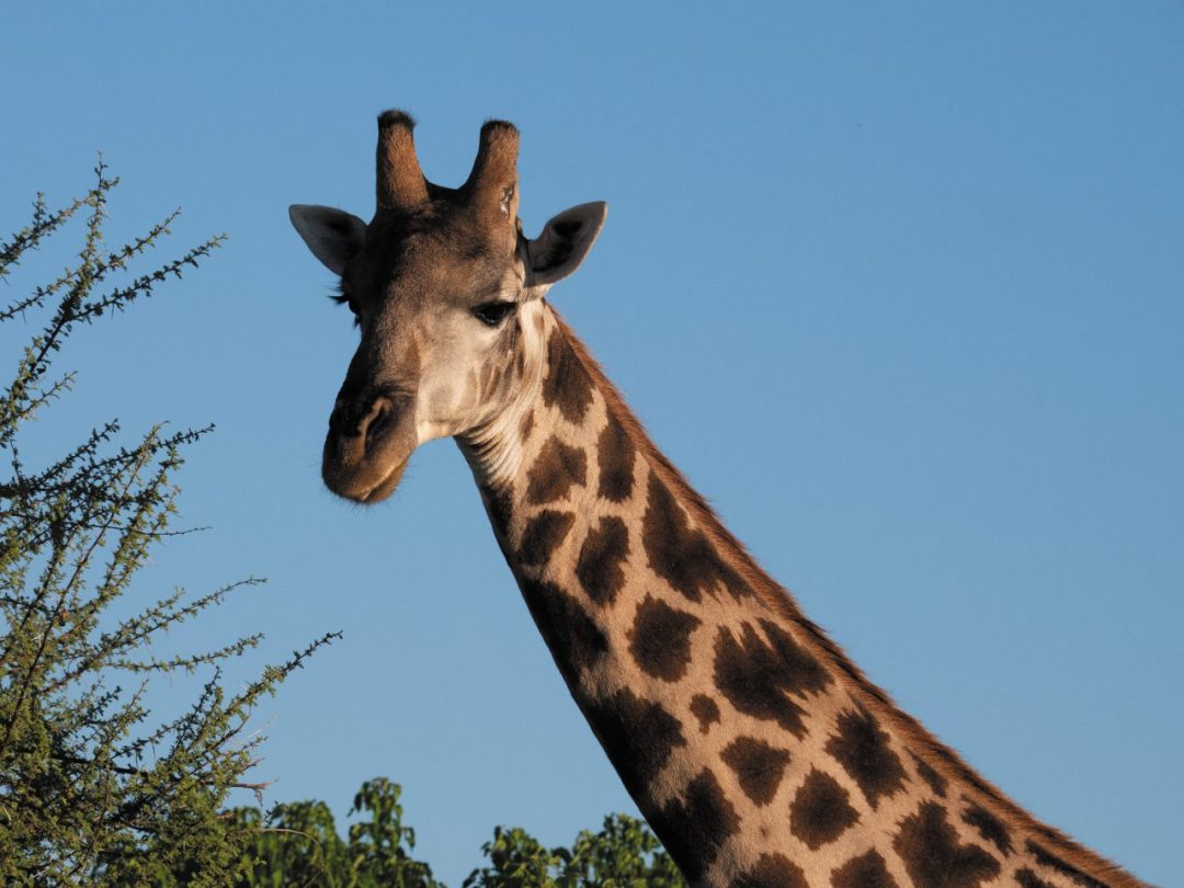 Sognando il Botswana: l’emozione di un safari nella natura più selvaggia