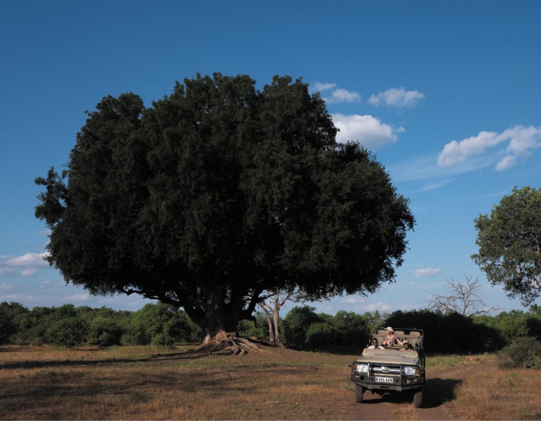 Sognando il Botswana: l’emozione di un safari nella natura più selvaggia