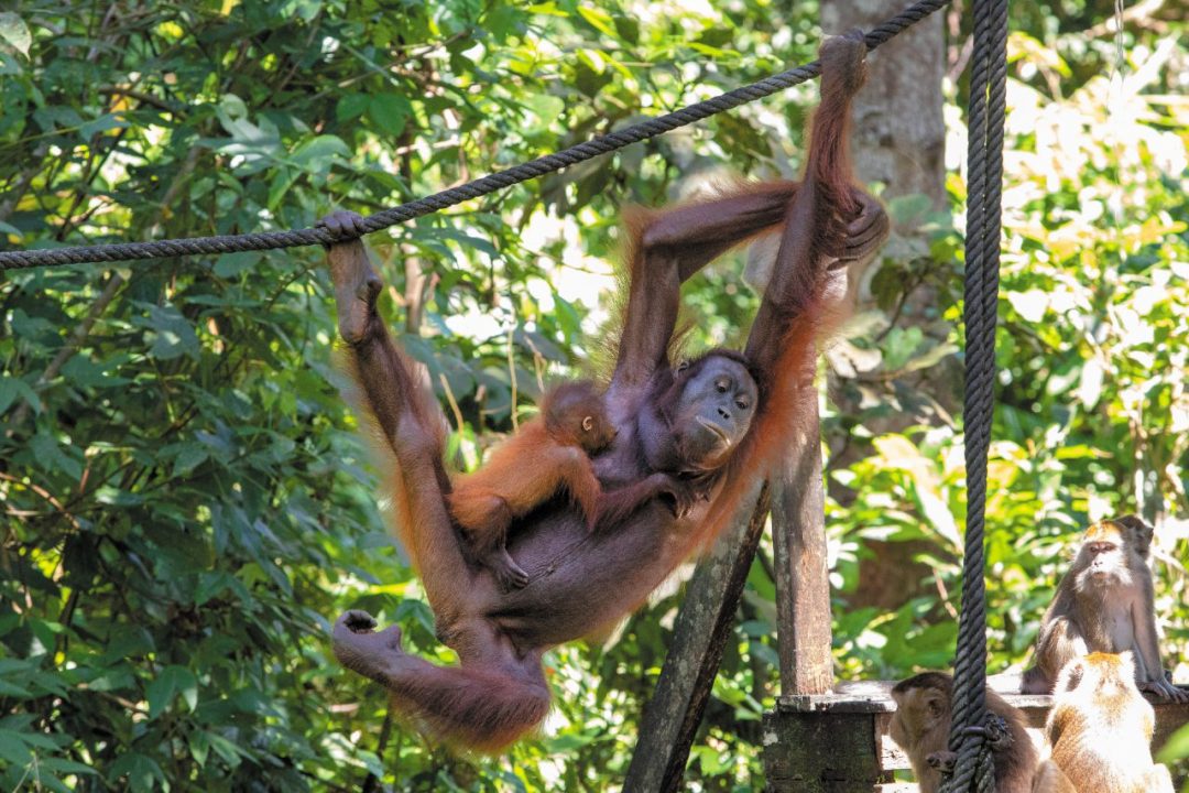 Il canto della foresta: avventura nel Borneo Malese, tra giungla, oranghi e mari tropicali