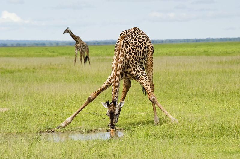 Come beve la giraffa?