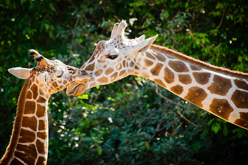 Come dormono le giraffe, e perché hanno la lingua blu? Tutte le curiosità sulle “top model” della savana