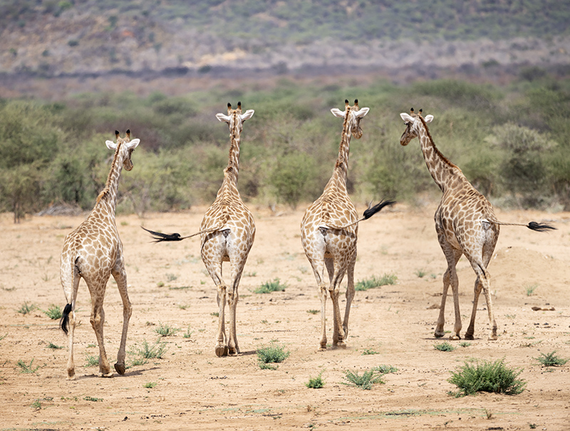 La giraffa, un animale a rischio di estinzione