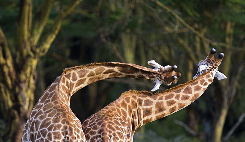 Combattimento tra giraffe: la lotta a 