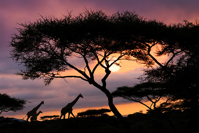 Giraffe: dalla lingua all'altezza, tutte le curiosità