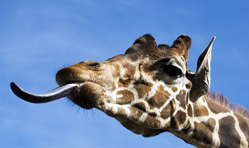 La lingua della giraffa