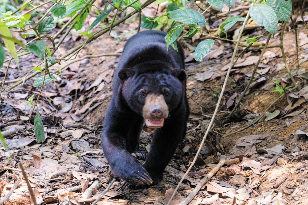 Il canto della foresta: avventura nel Borneo Malese, tra giungla, oranghi e mari tropicali