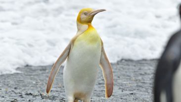 pinguino giallo