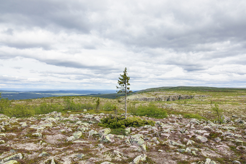 Albero più antico del mondo: Old Tjikko, Svezia
