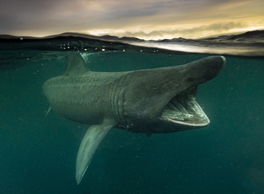 La magia del mondo subacqueo: i vincitori dell’Underwater Photographer of the Year 2021