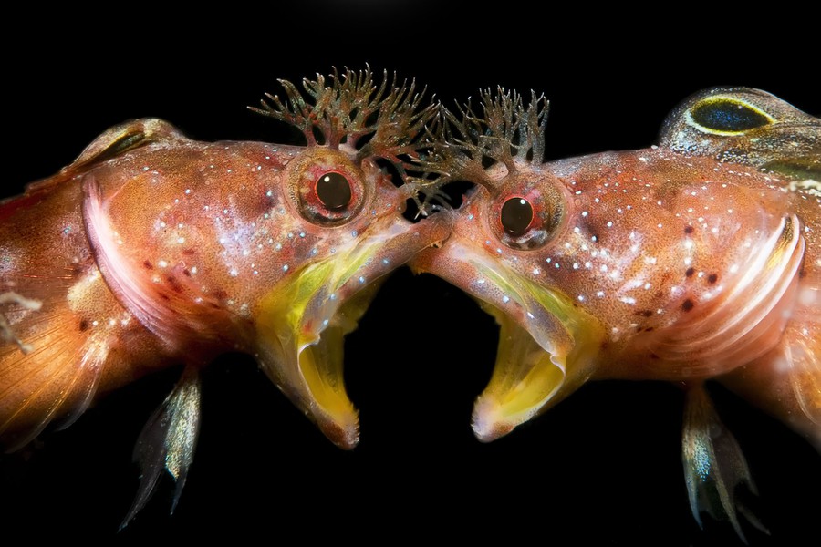 La magia del mondo subacqueo: i vincitori dell’Underwater Photographer of the Year 2021