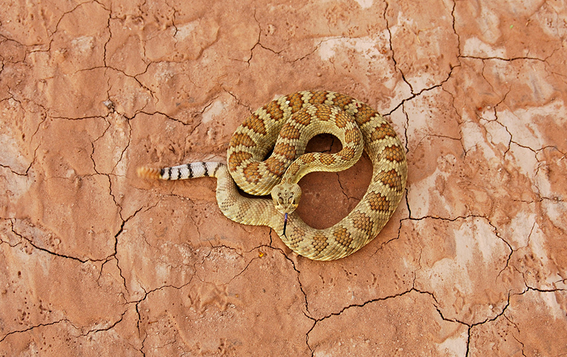Serpenti più velenosi del mondo: serpente a sonagli 