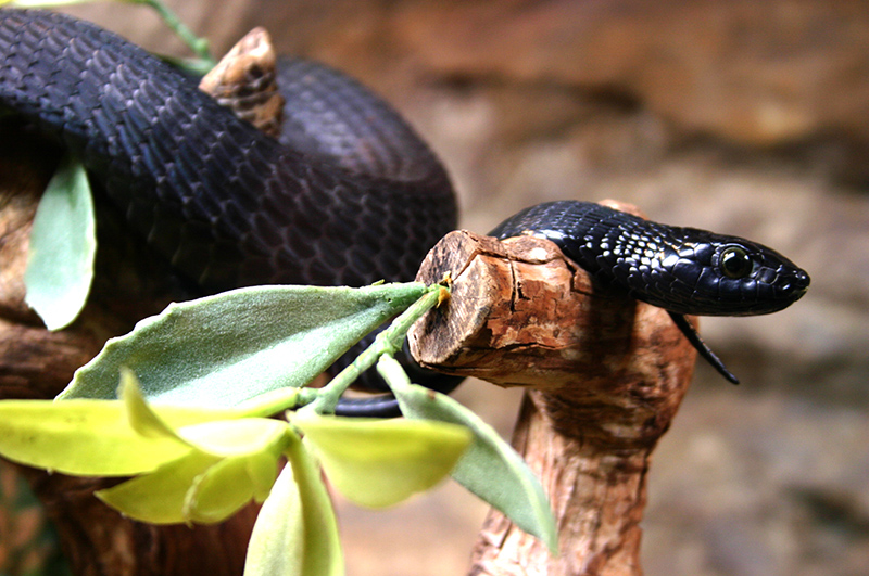 Serpenti velenosi: qual è il più velenoso?
