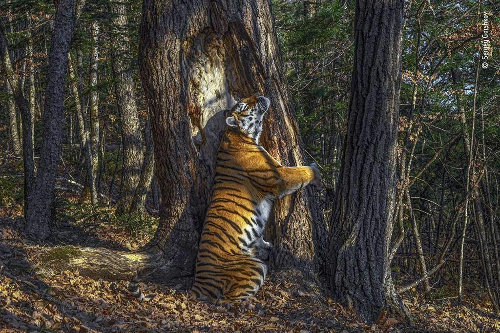 Le foreste ritratte per Wildlife Photographer of the Year 