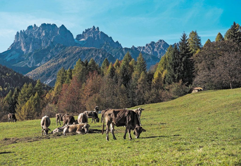 DOVE Academy in Friuli Venezia Giulia