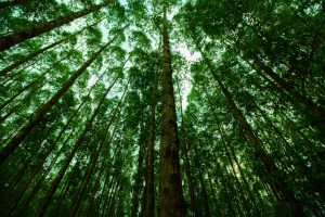 Giornata internazionale delle Foreste 2021: cos'è e perché è nata. Eventi e curiosità