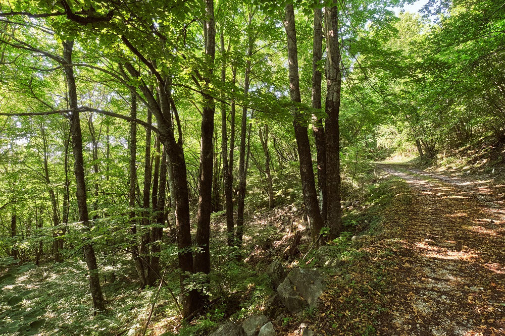 sentiero boschi Friuli Venezia Giulia 