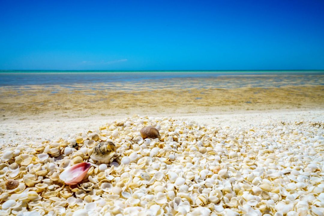 strana spiaggia fatta solo di conchiglie in australia: Shell beach
