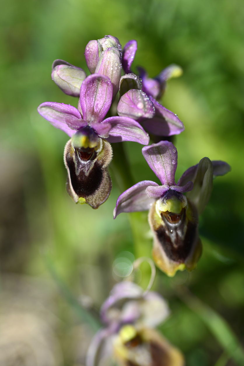 L'orchidea del Parco Aymerich di Laconi - Sardegna