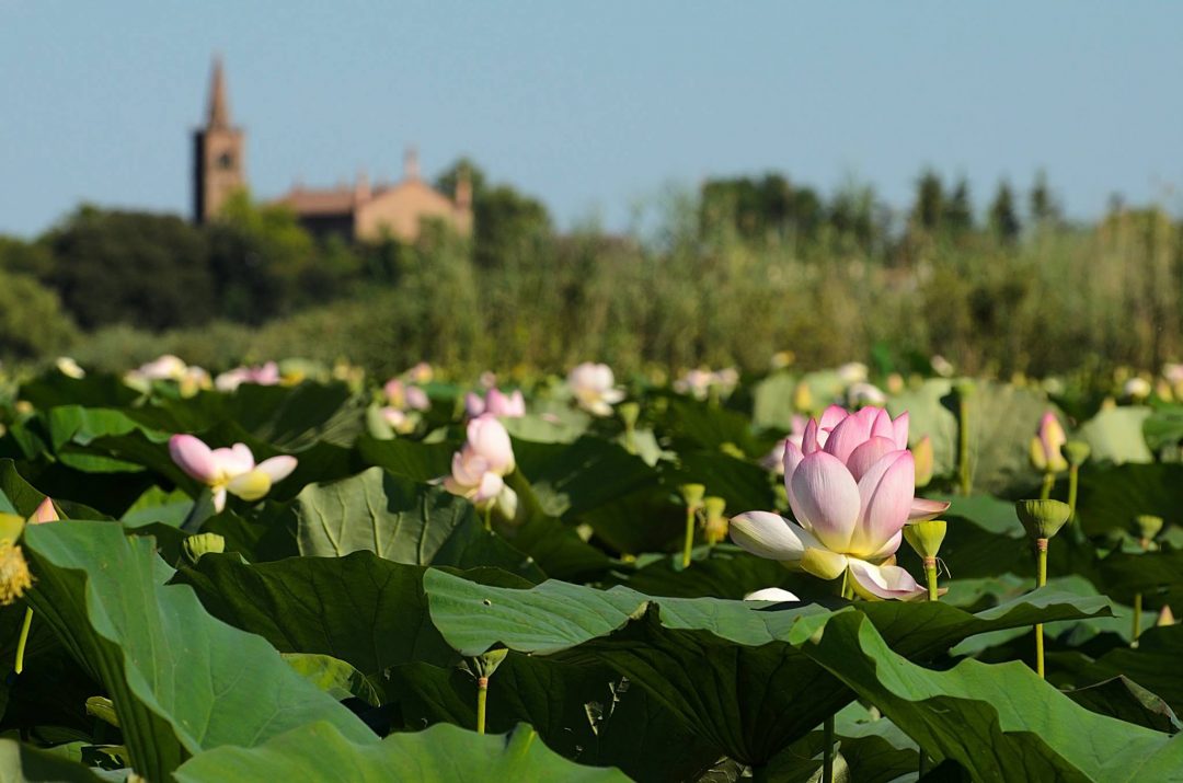 I fior di loto di Mantova - Lombardia